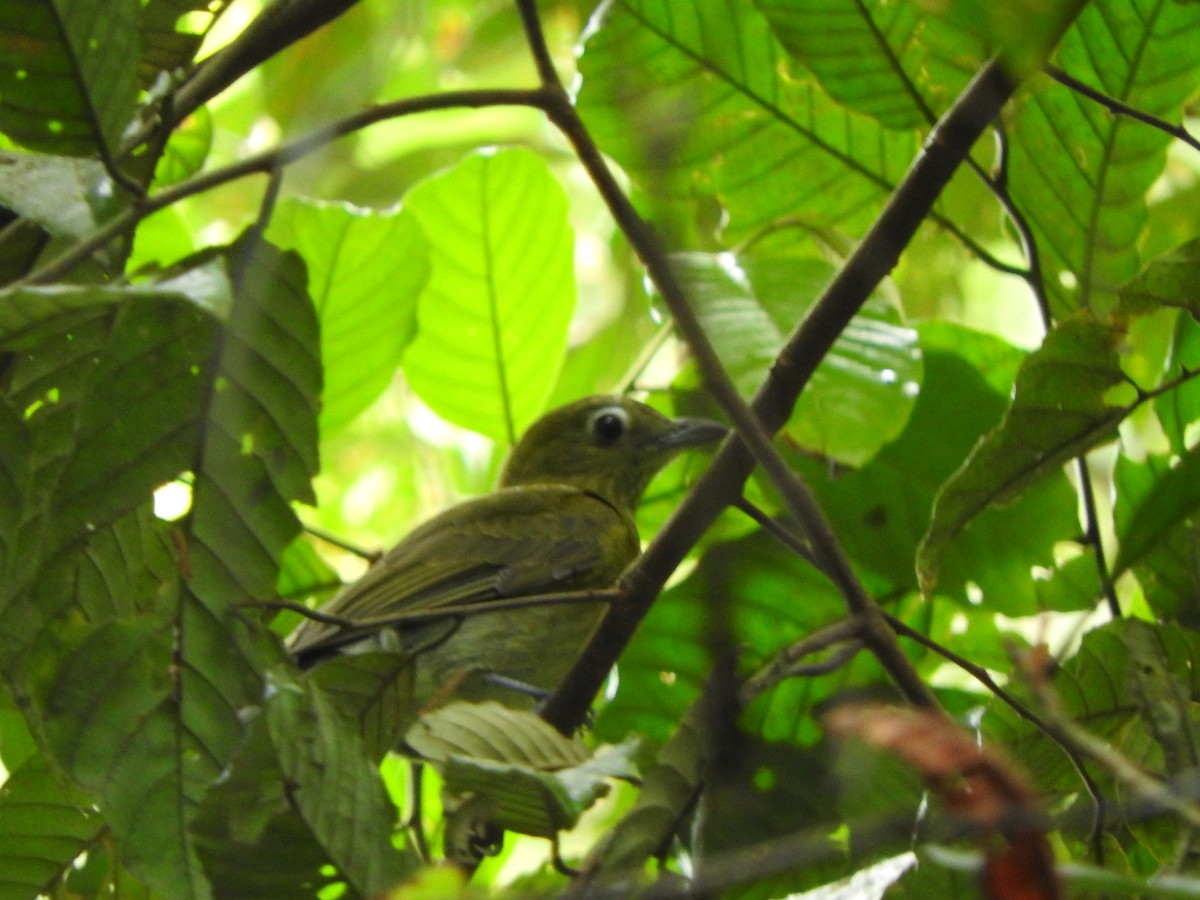 Gray-tailed Piha - ML637104084