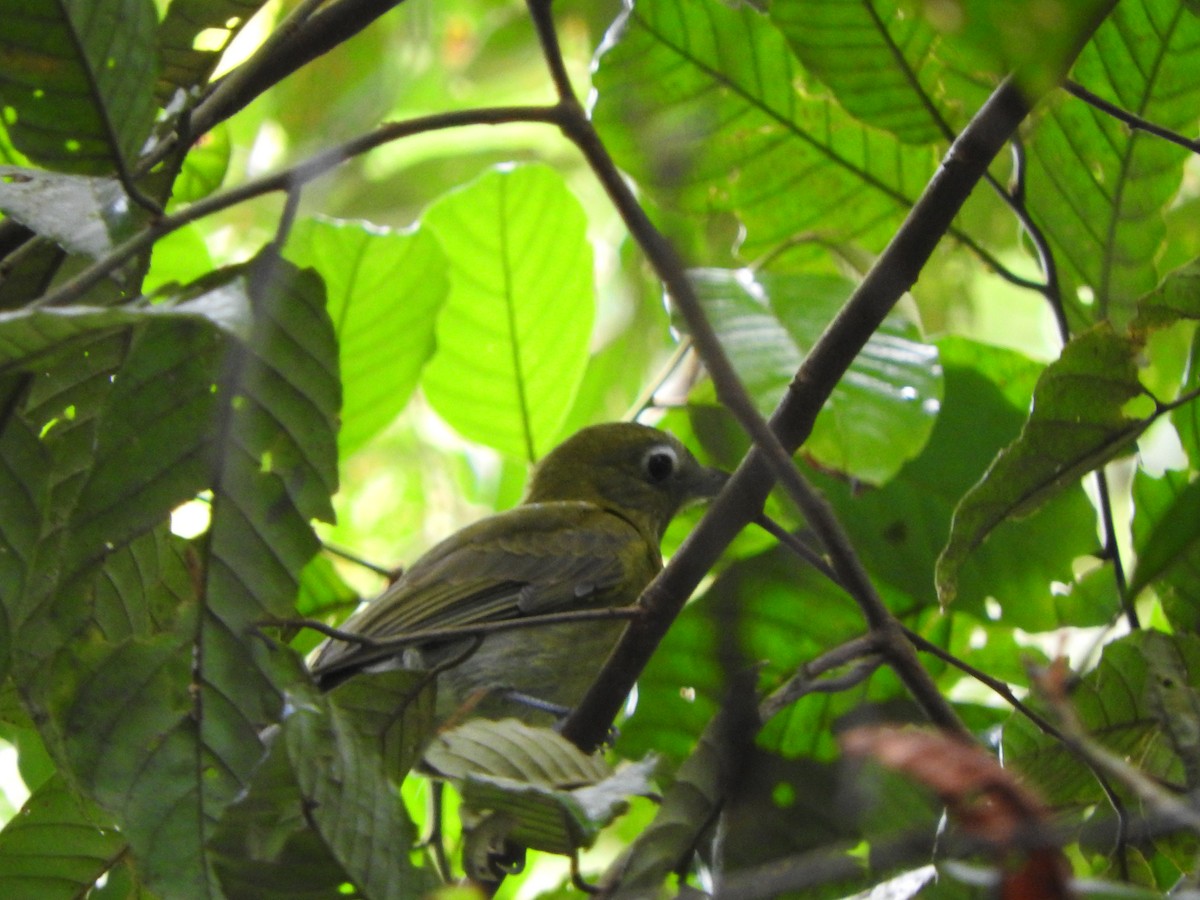 Gray-tailed Piha - ML637104085