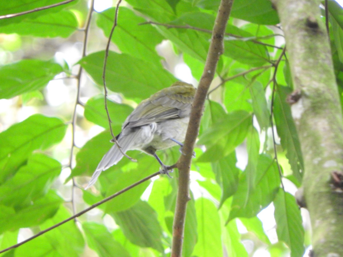 Gray-tailed Piha - ML637104087