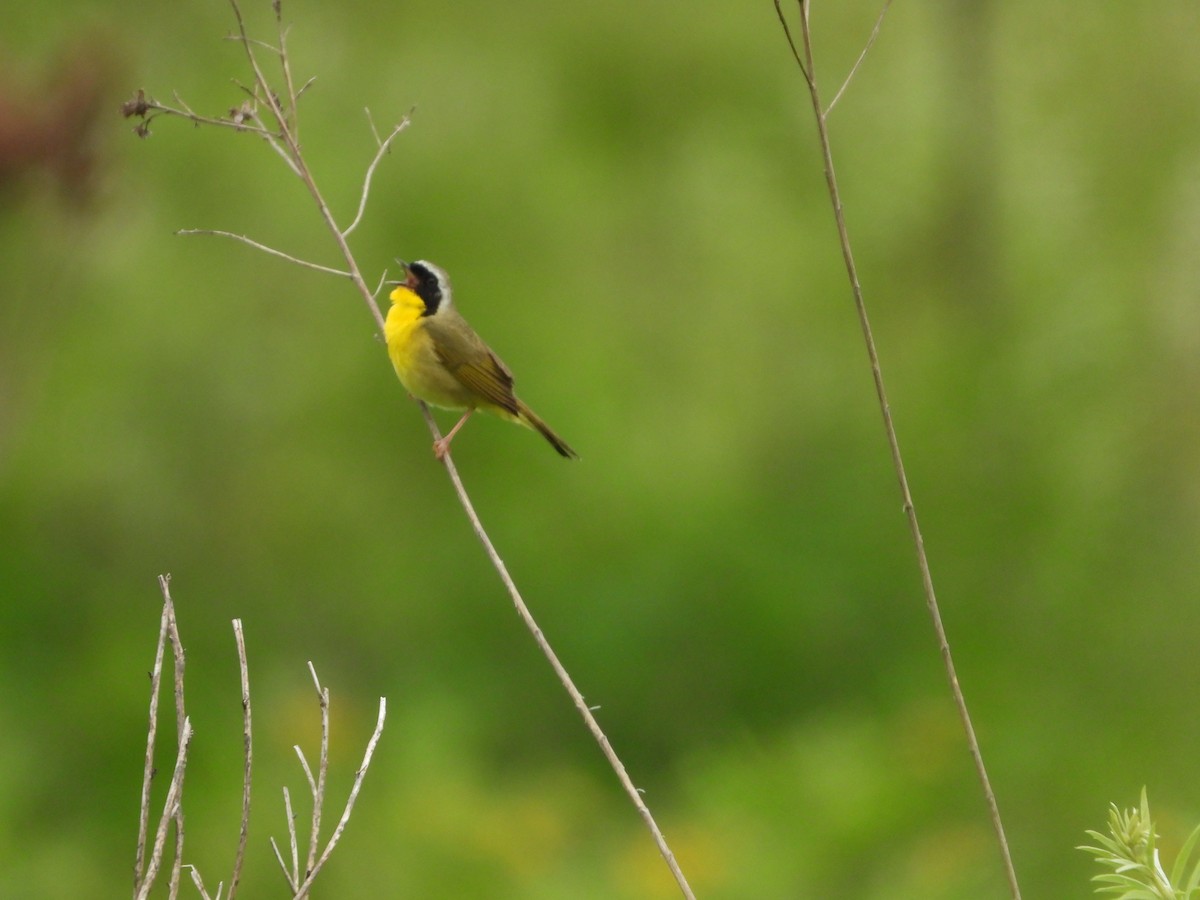 Common Yellowthroat - ML637104090