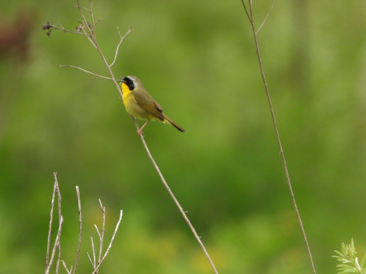 Common Yellowthroat - ML637104091