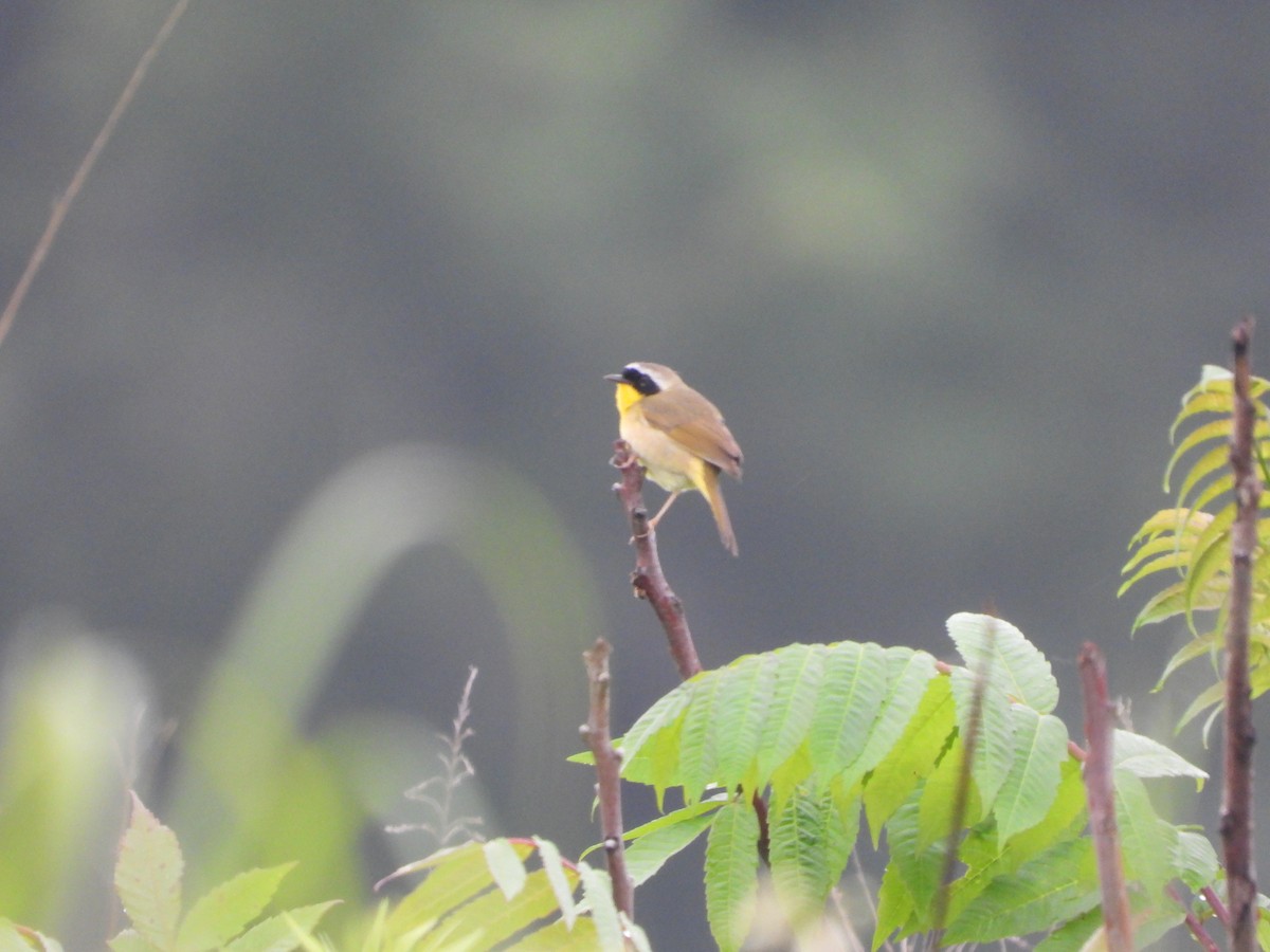 Common Yellowthroat - ML637104092