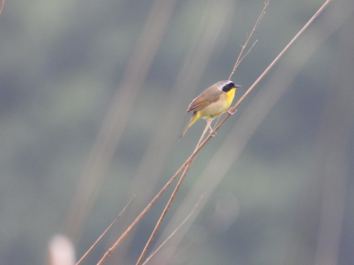 Common Yellowthroat - ML637104093