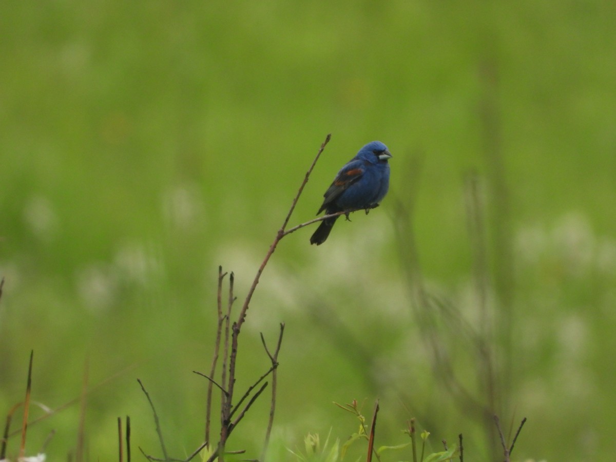 Blue Grosbeak - ML637104103