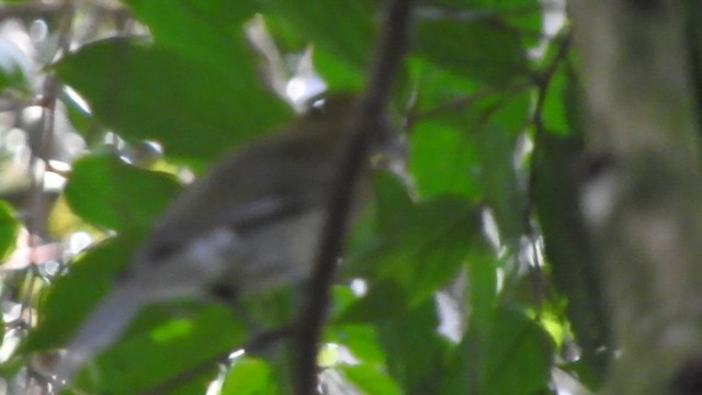 Gray-tailed Piha - ML637104107