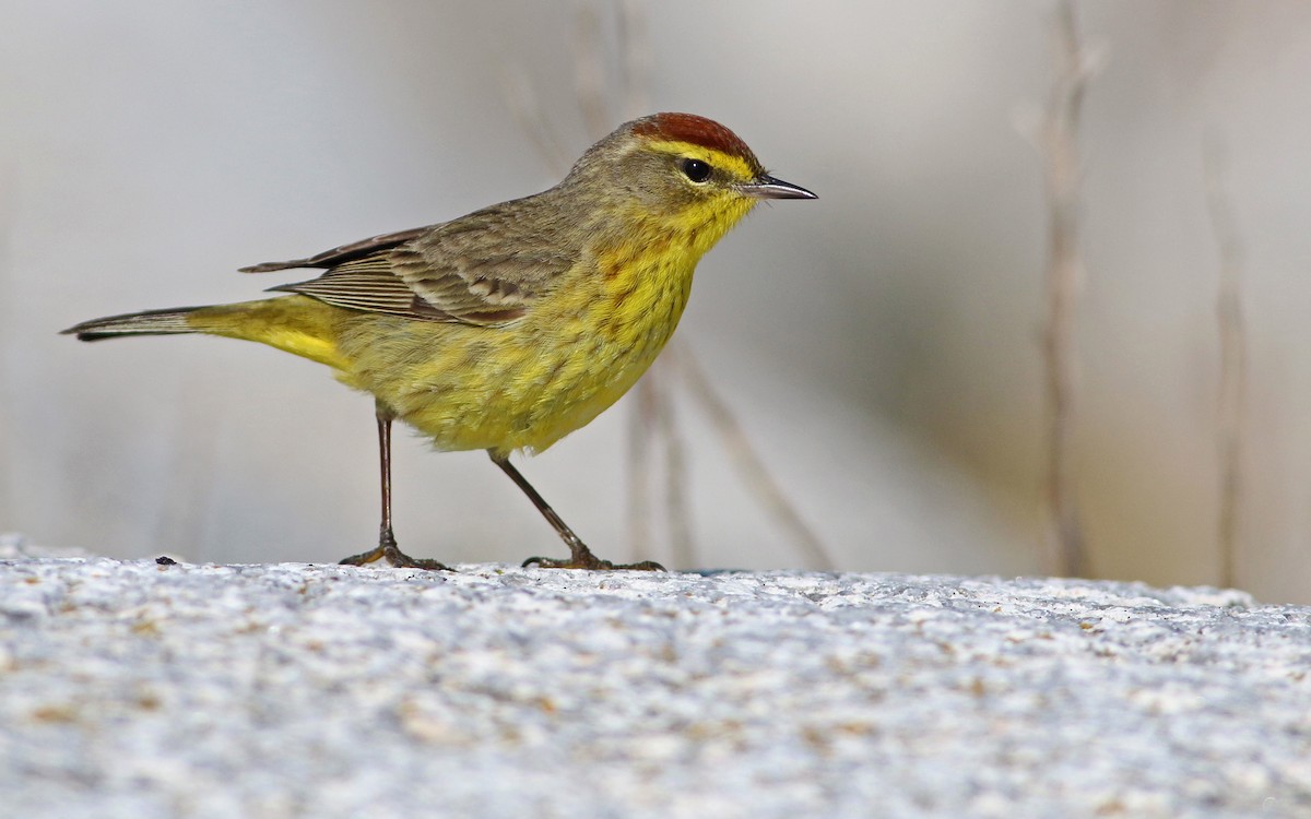 Palm Warbler (Yellow) - Keenan Yakola
