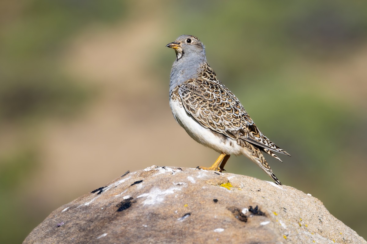Gray-breasted Seedsnipe - ML637104140