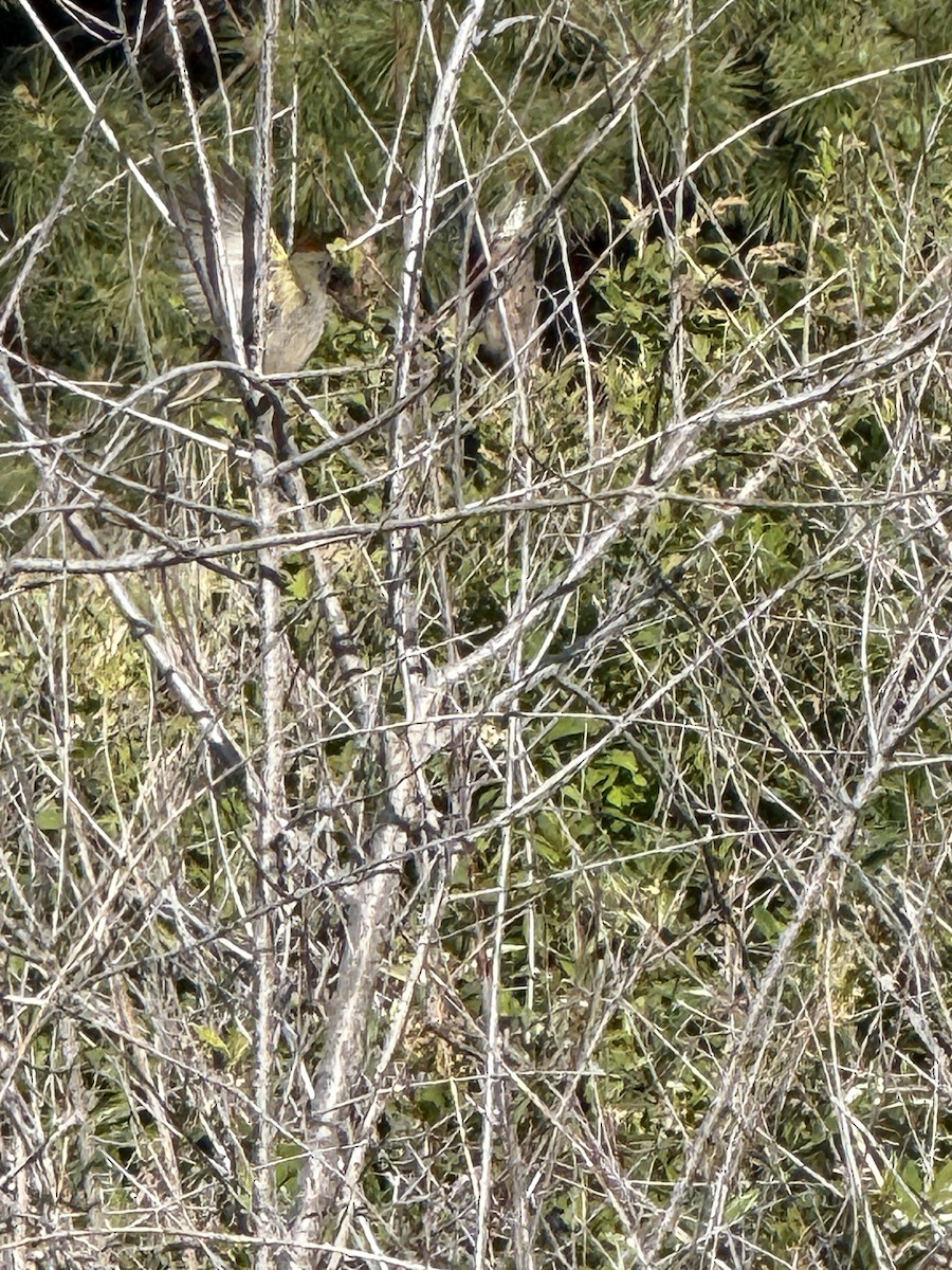 Green-tailed Towhee - ML637104158