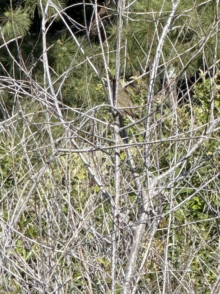 Green-tailed Towhee - ML637104159