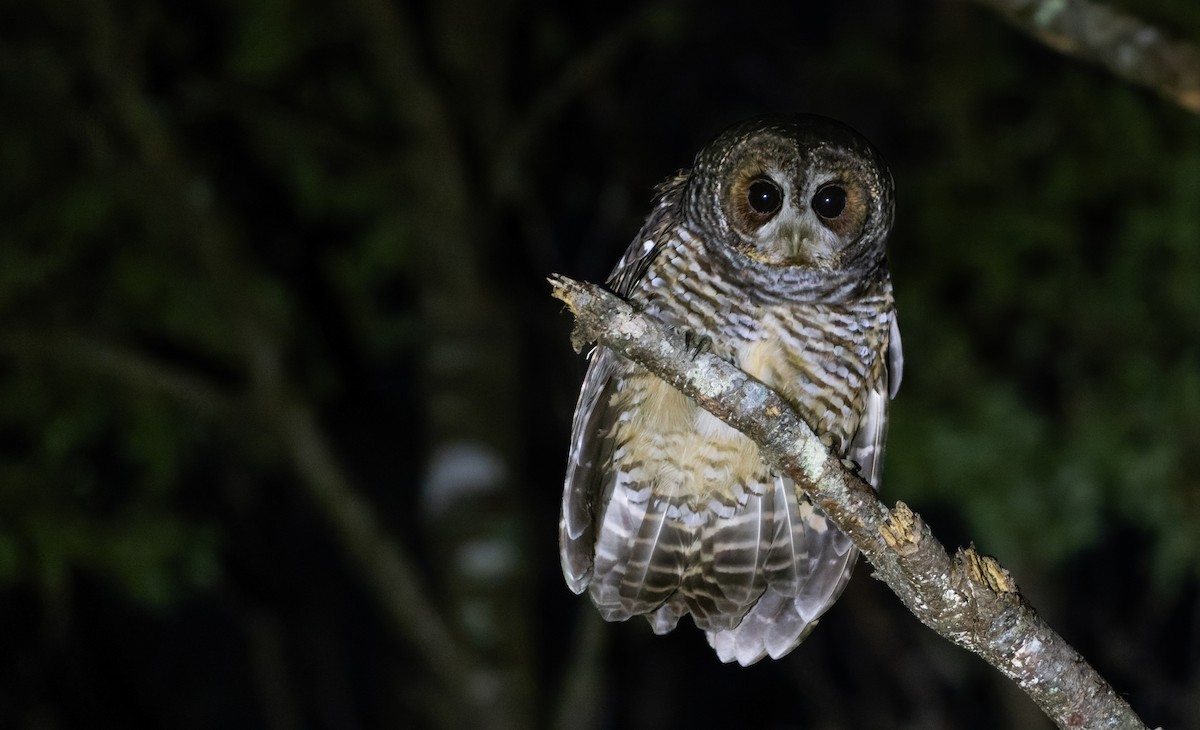 Rufous-legged Owl - ML637104171