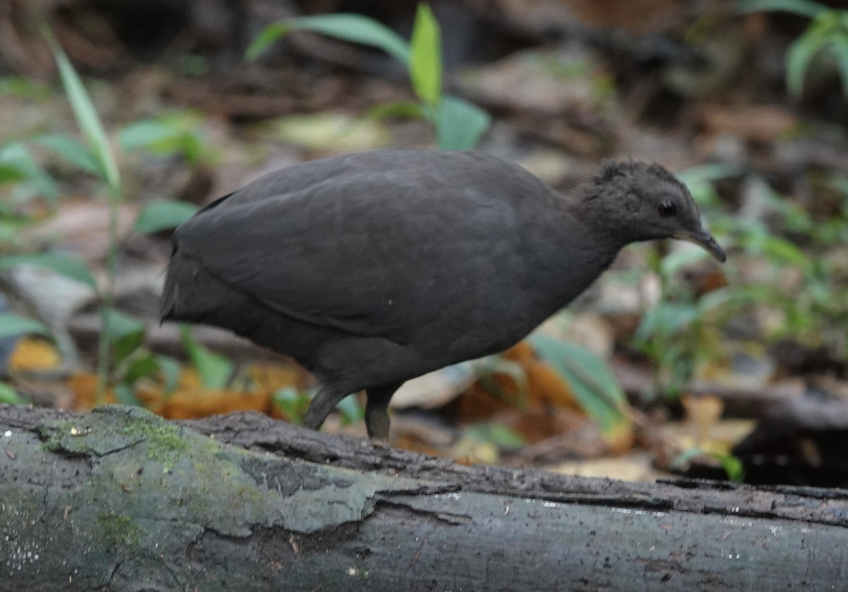 Cinereous Tinamou - ML637104172