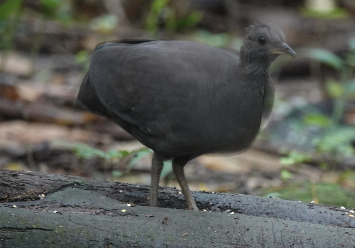 Cinereous Tinamou - ML637104173