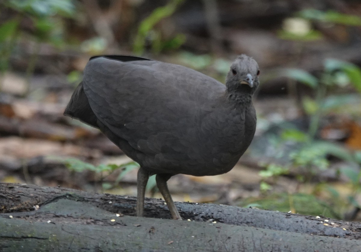 Cinereous Tinamou - ML637104174