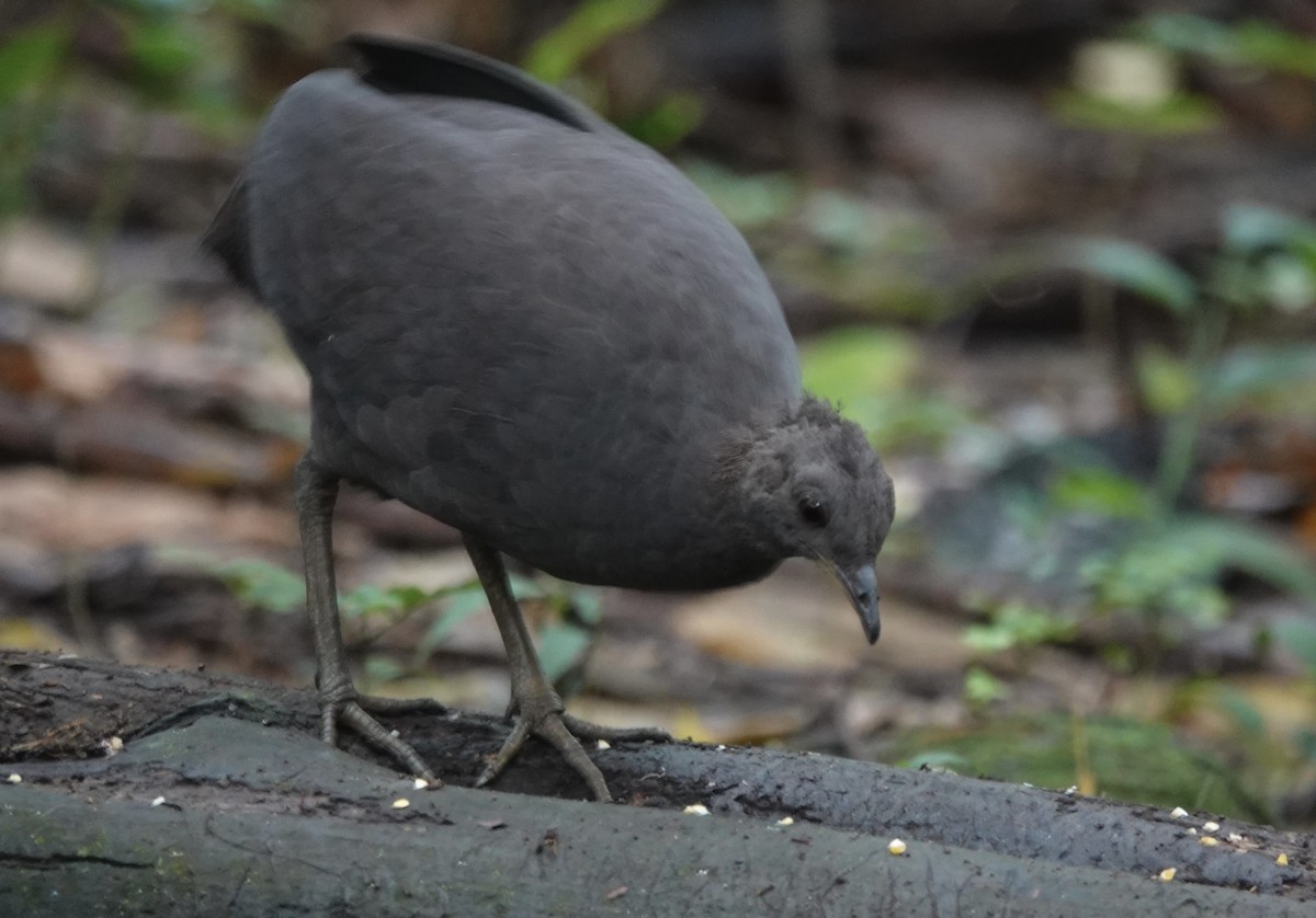 Cinereous Tinamou - ML637104175