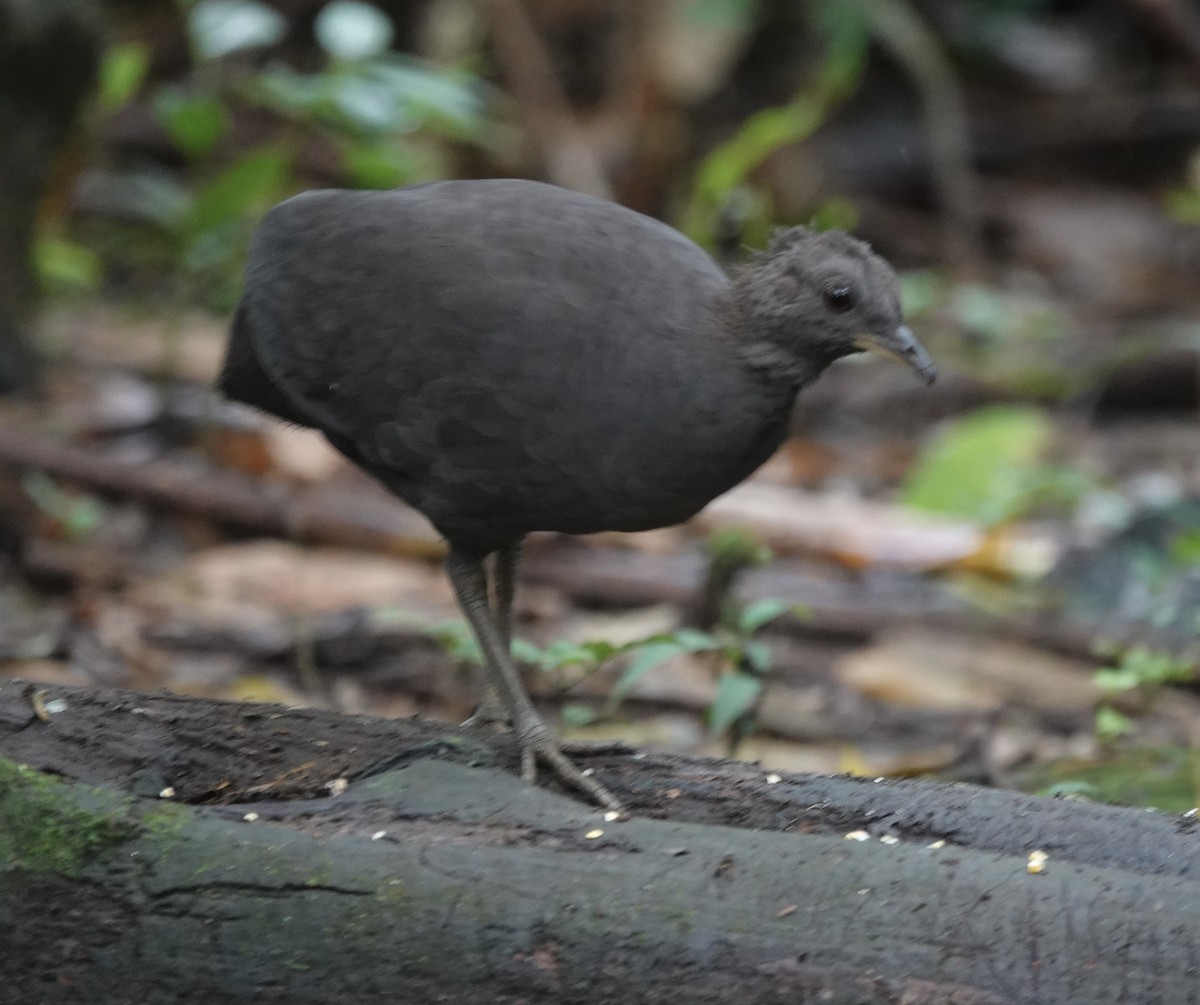 Cinereous Tinamou - ML637104176