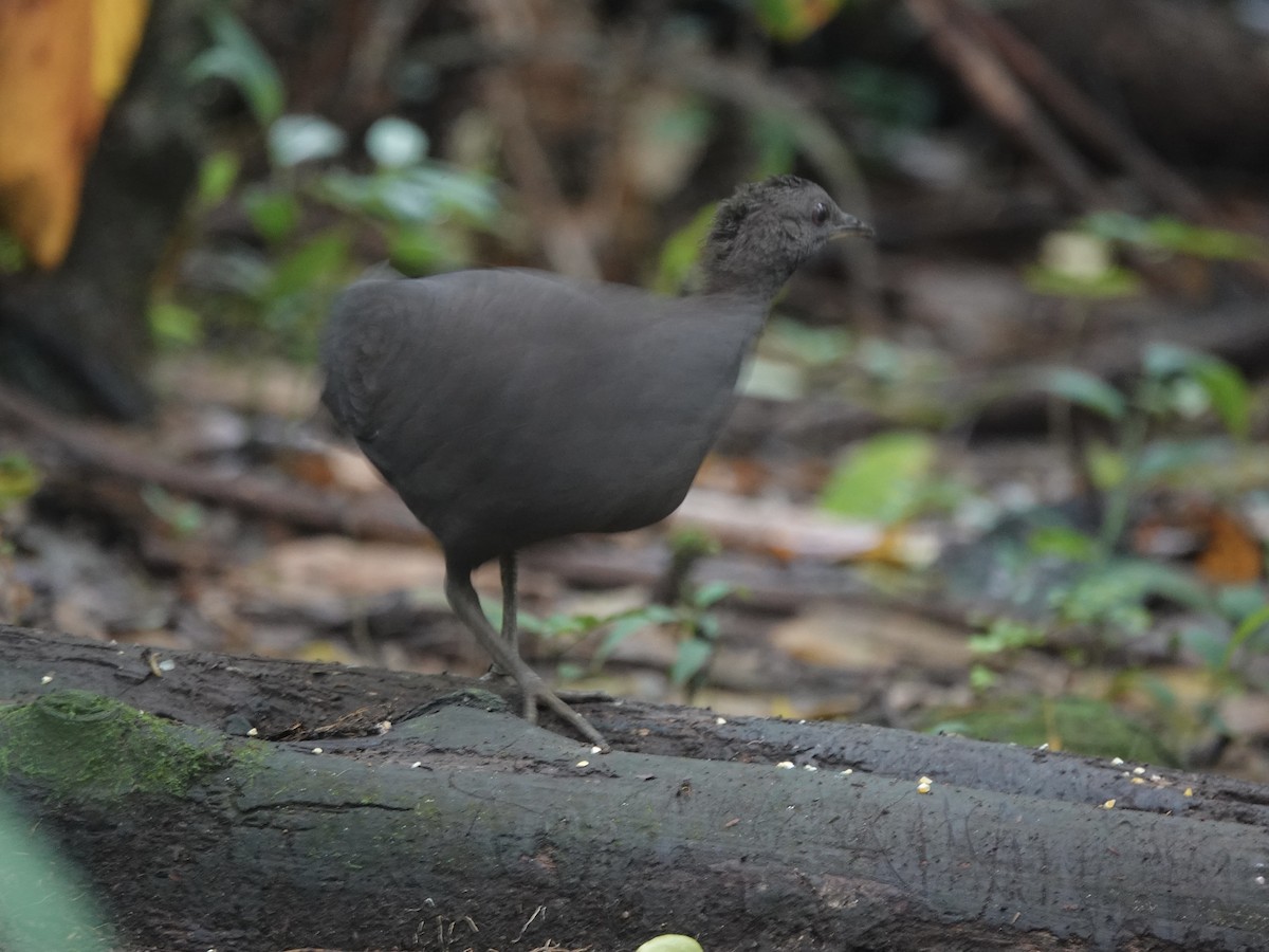 Cinereous Tinamou - ML637104177