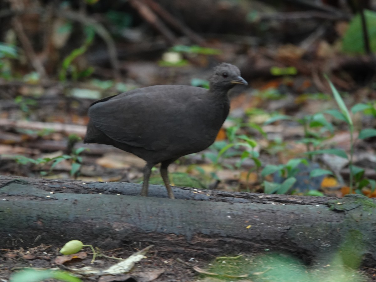 Cinereous Tinamou - ML637104178