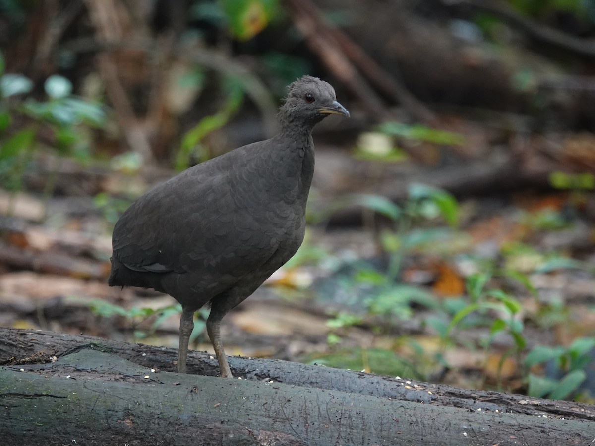 Cinereous Tinamou - ML637104179