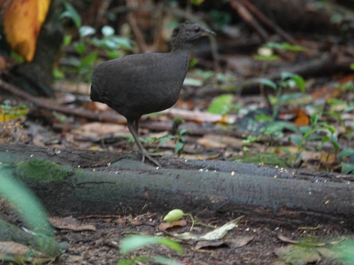 Cinereous Tinamou - ML637104180