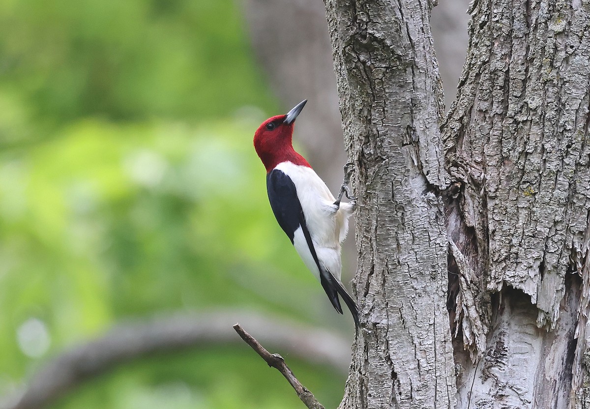 Red-headed Woodpecker - ML637104234