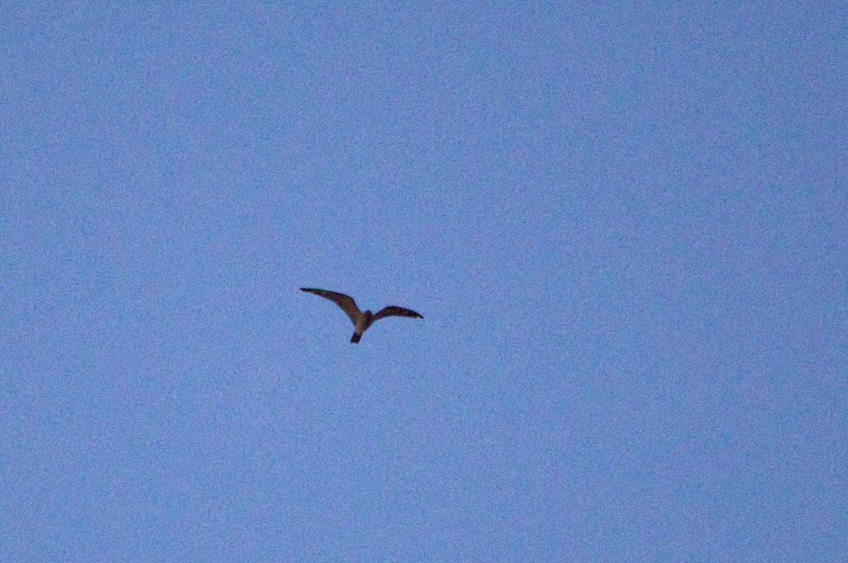 Common Nighthawk - ML637104254