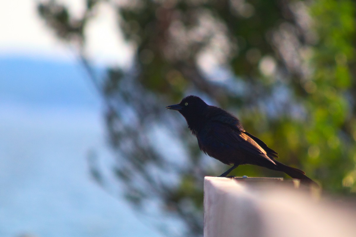 Common Grackle - ML637104289