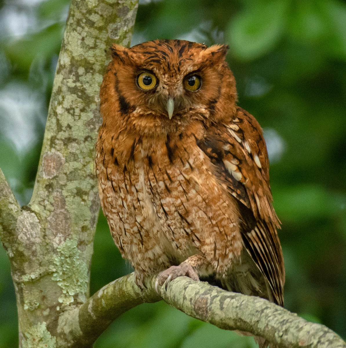 Long-tufted Screech-Owl - ML637104305