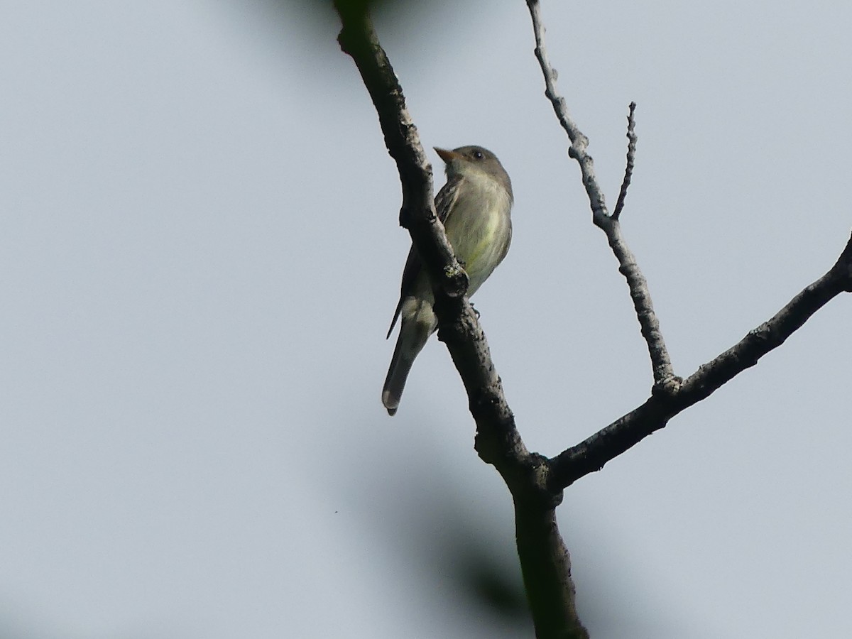 Eastern Wood-Pewee - ML637104306
