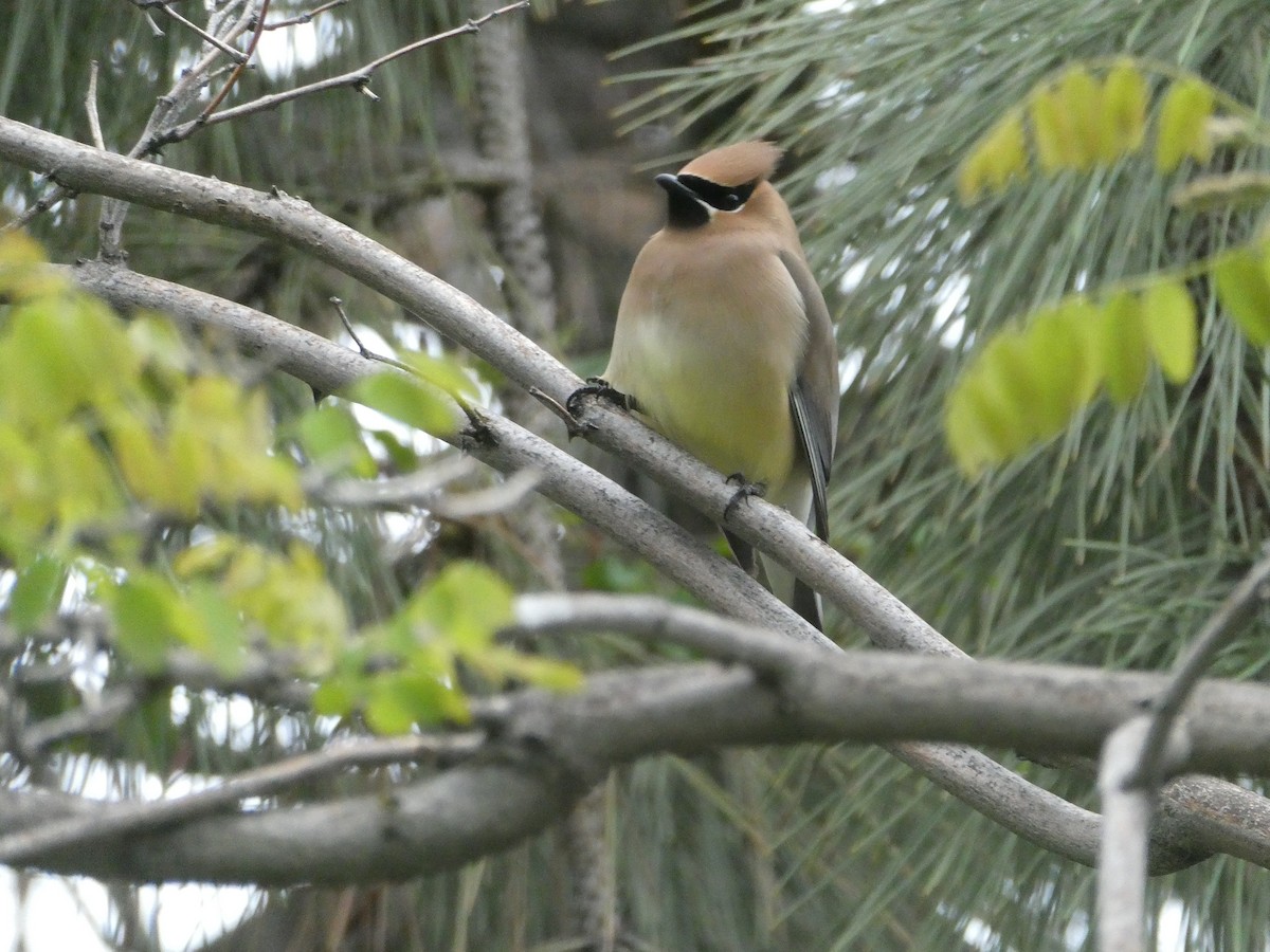 Cedar Waxwing - ML637104319