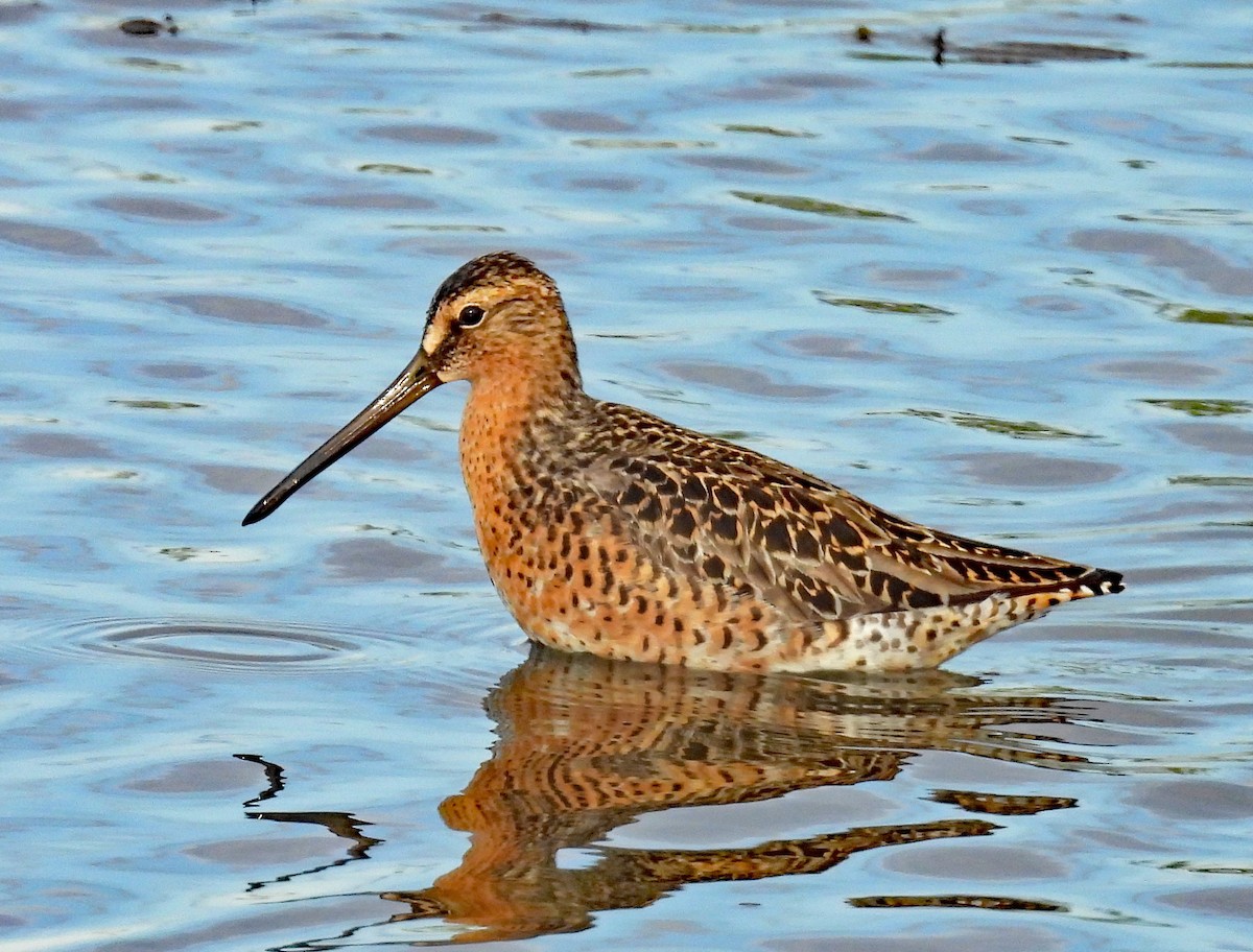 Short-billed Dowitcher - ML637104320