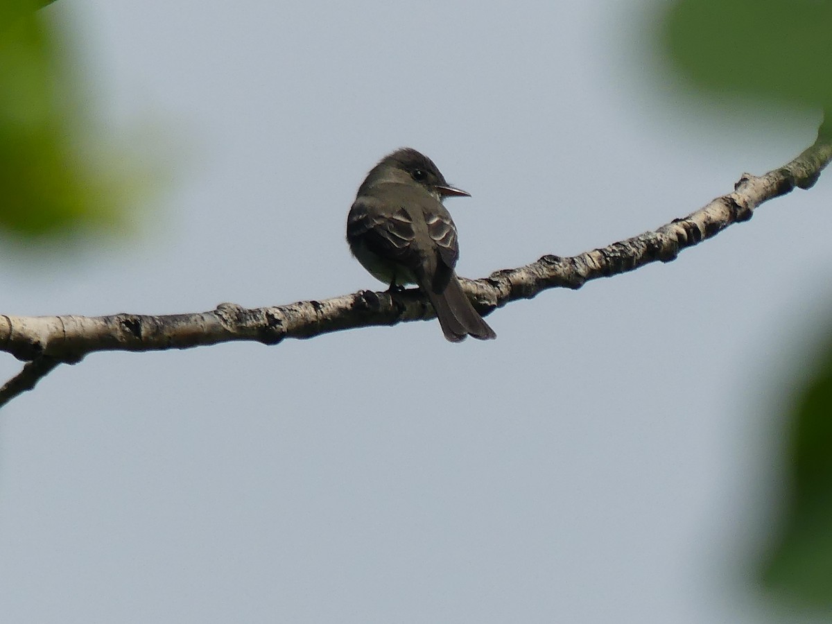 Eastern Wood-Pewee - ML637104327