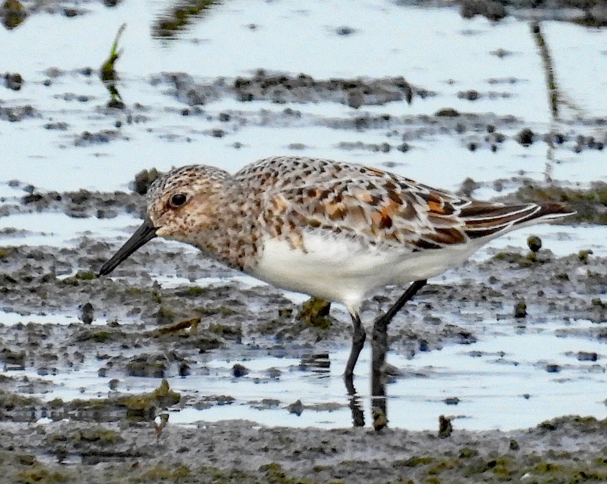Sanderling - ML637104329