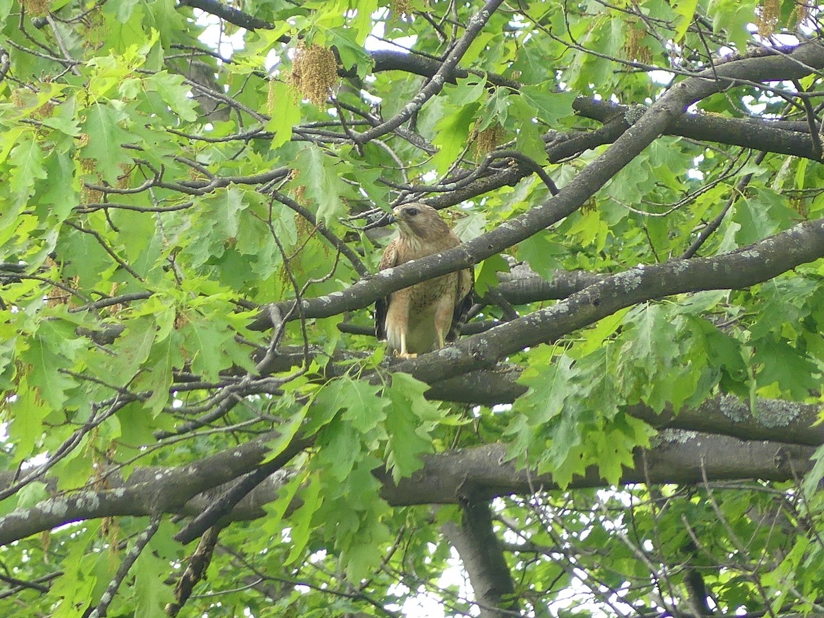 Red-shouldered Hawk - ML637104362