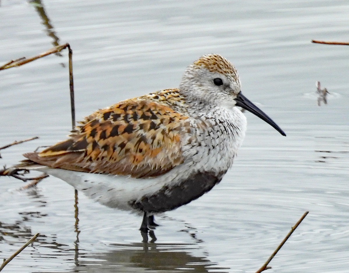 Dunlin - ML637104367