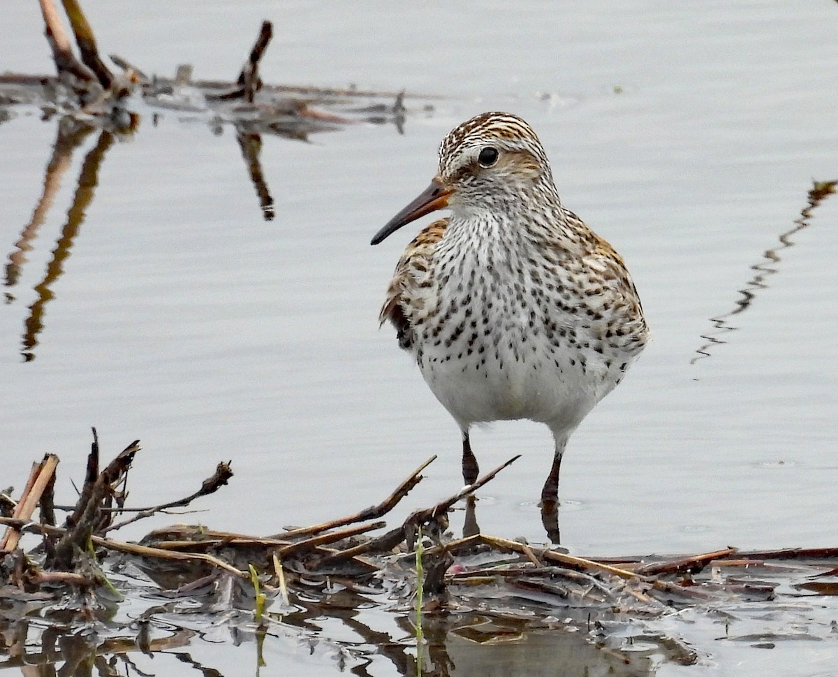 White-rumped Sandpiper - ML637104378