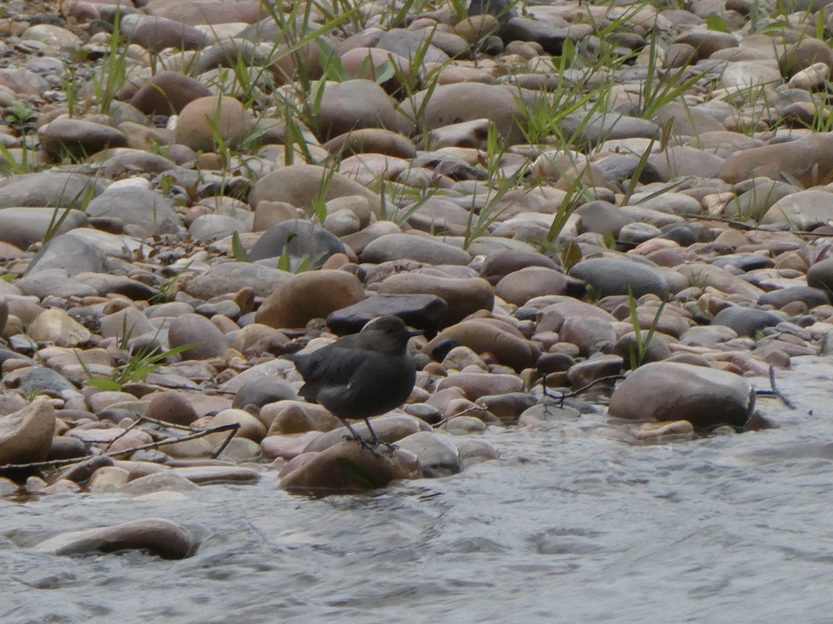 American Dipper - ML637104379
