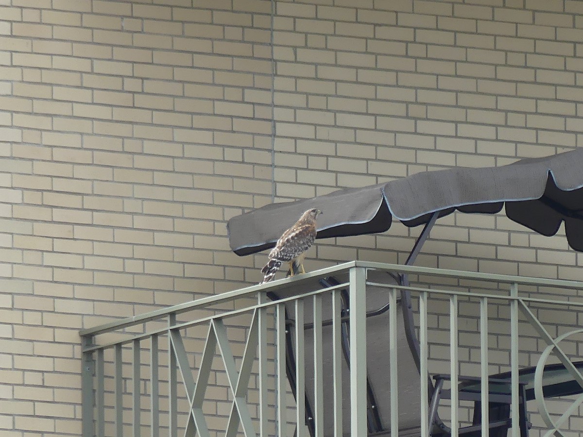 Red-shouldered Hawk - ML637104421