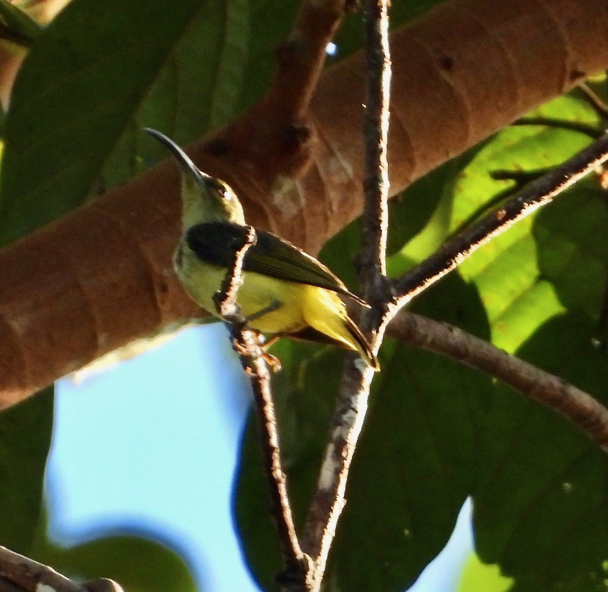 Thick-billed Spiderhunter - ML637104439