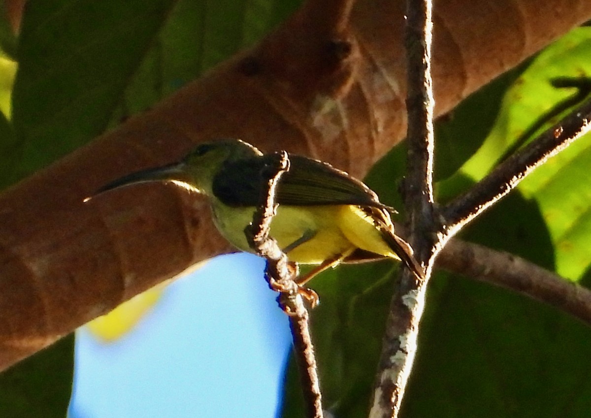 Thick-billed Spiderhunter - ML637104440