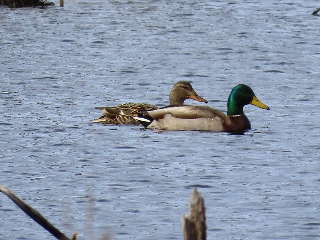 kachna divoká - ML637104459