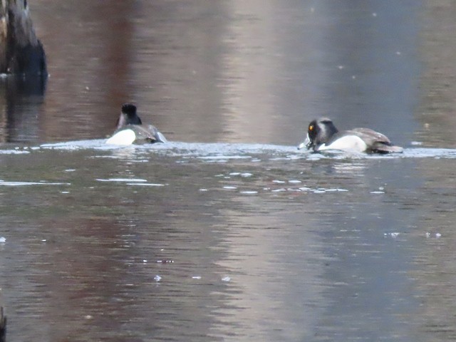 polák proužkozobý - ML637104469