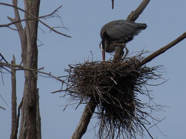 volavka velká - ML637104475