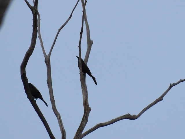 vlhovec lesklý - ML637104499