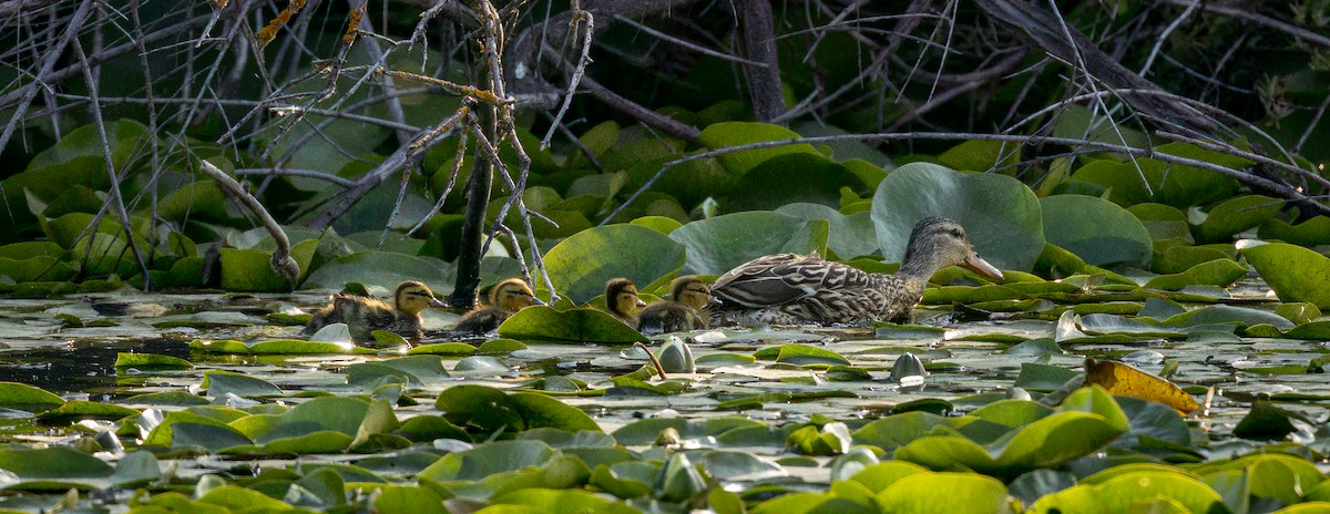 Wood Duck - ML637104566