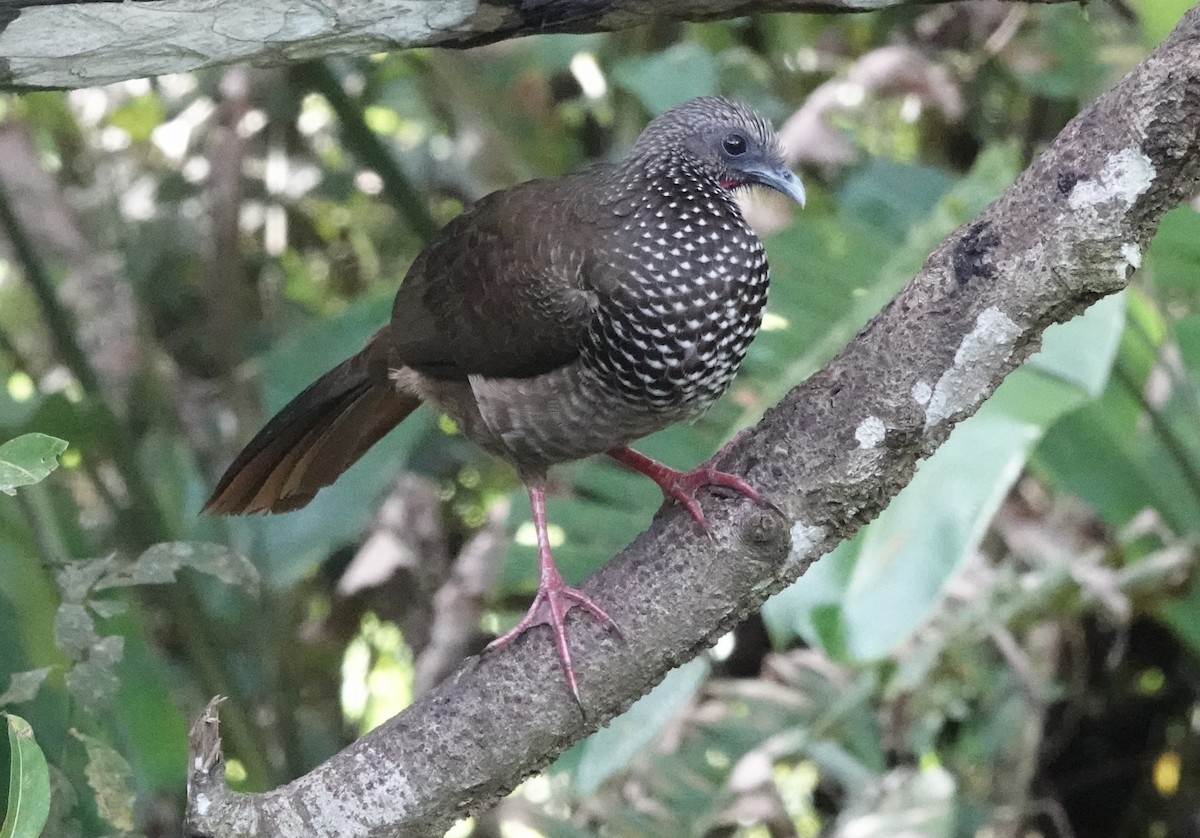 Speckled Chachalaca (Speckled) - ML637104574