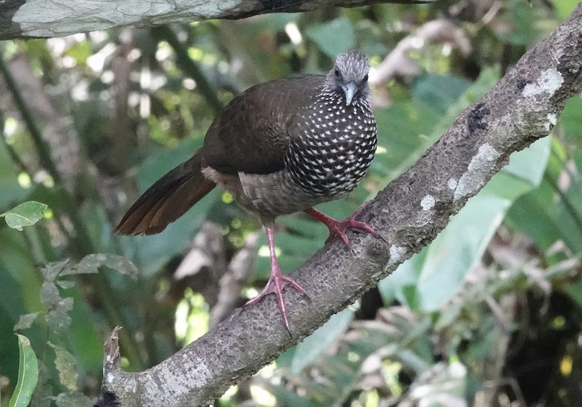 Speckled Chachalaca (Speckled) - ML637104575