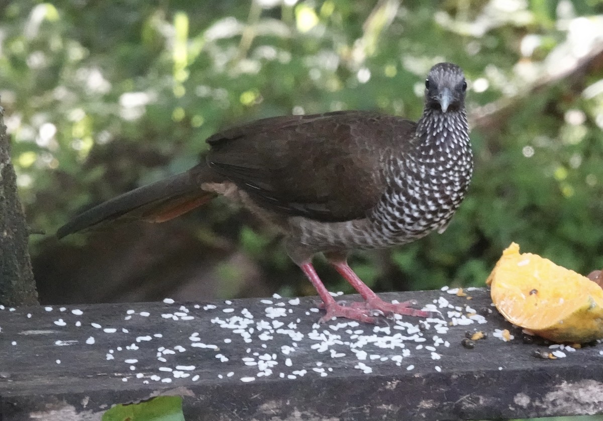 Speckled Chachalaca (Speckled) - ML637104576