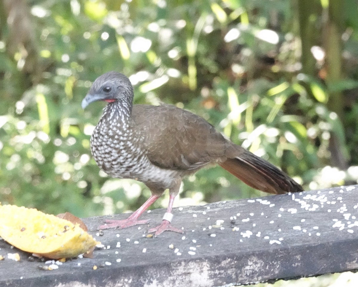 Speckled Chachalaca (Speckled) - ML637104577