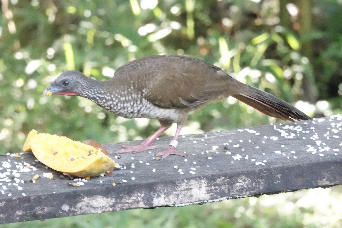Speckled Chachalaca (Speckled) - ML637104578