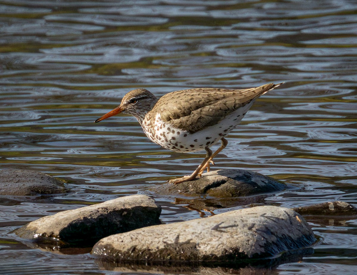 Spotted Sandpiper - ML637104579